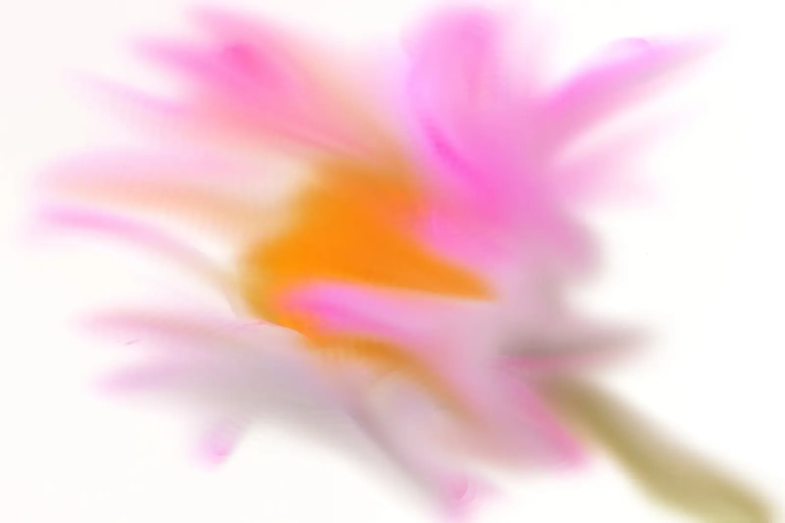 Piccolo fiore rosa sfocato artisticamente pellicola backlit da Something for you