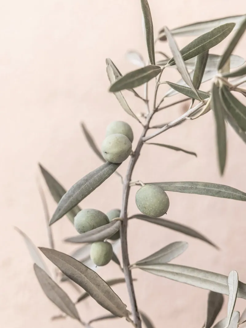 Olives acrylic glass by Kathrin Pienaar