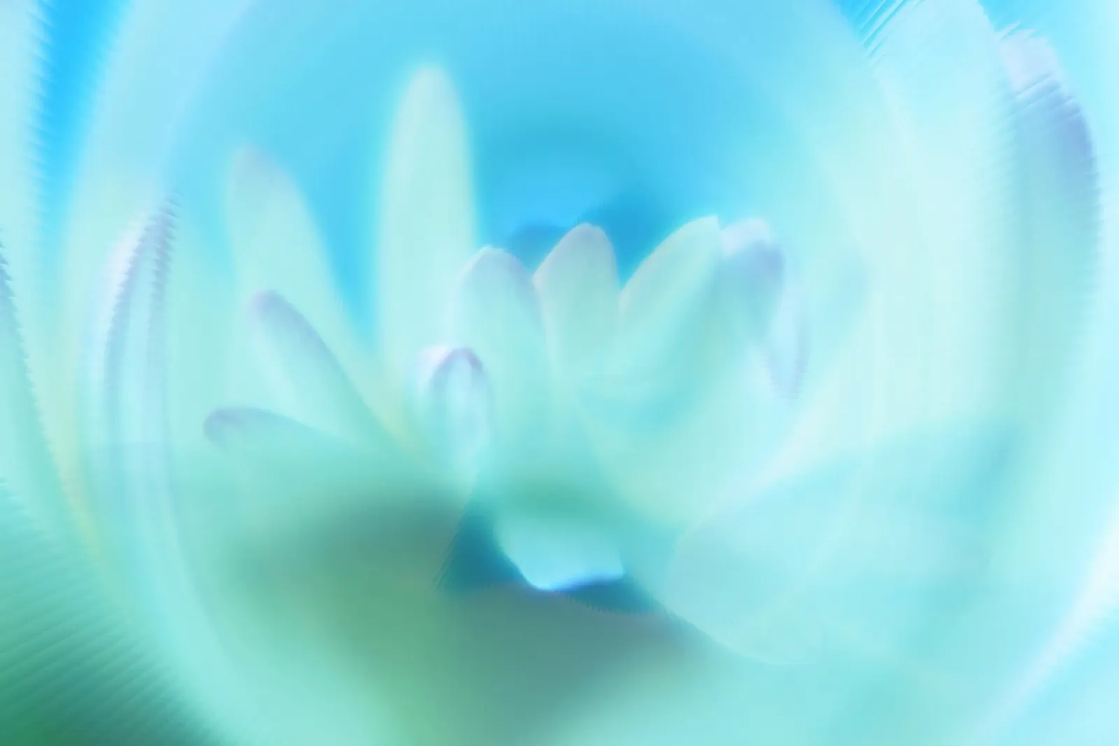 Piccolo fiore bianco sfocato artisticamente pellicola backlit da Something for you