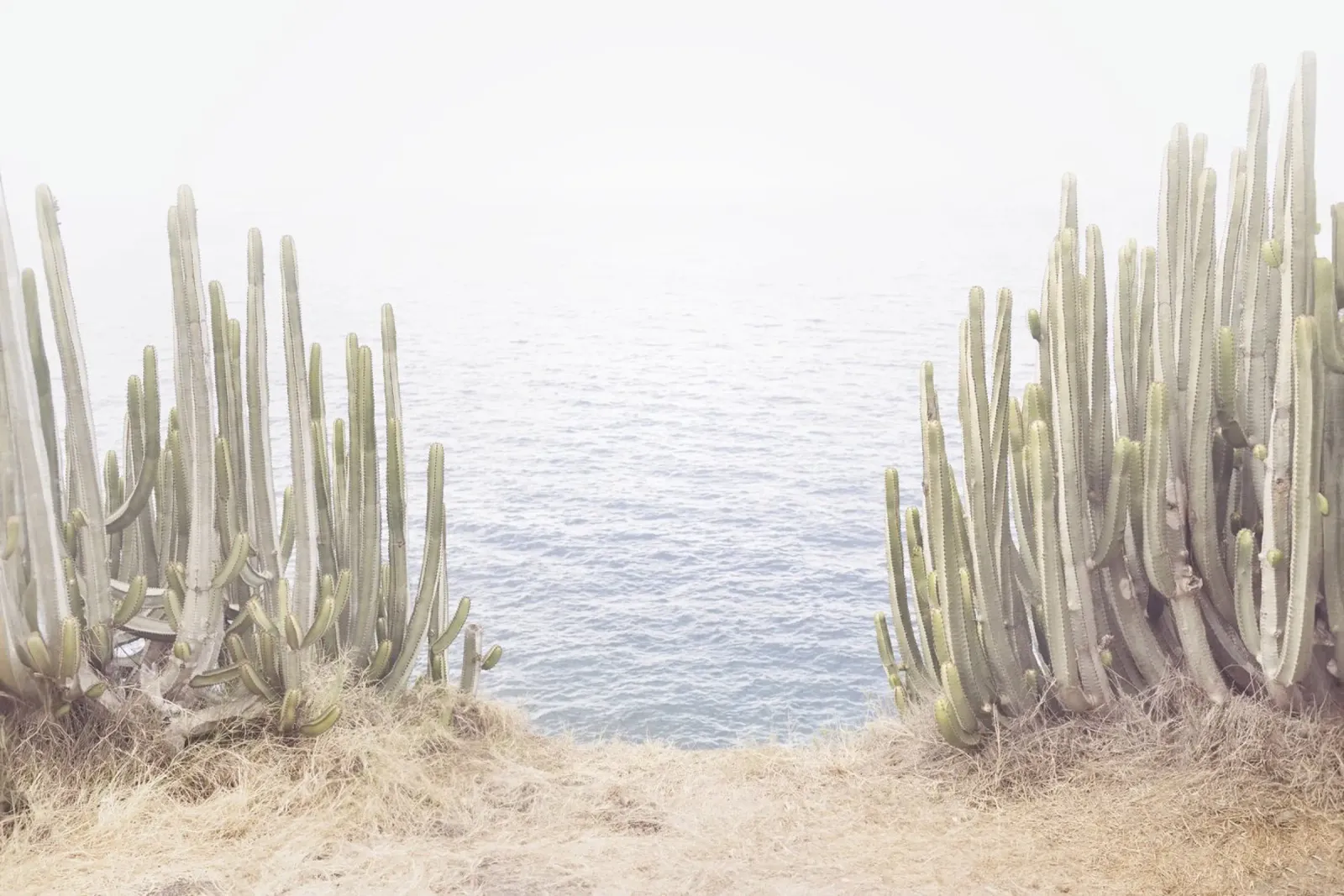 Cactus dell'oceano poster da Kathrin Pienaar