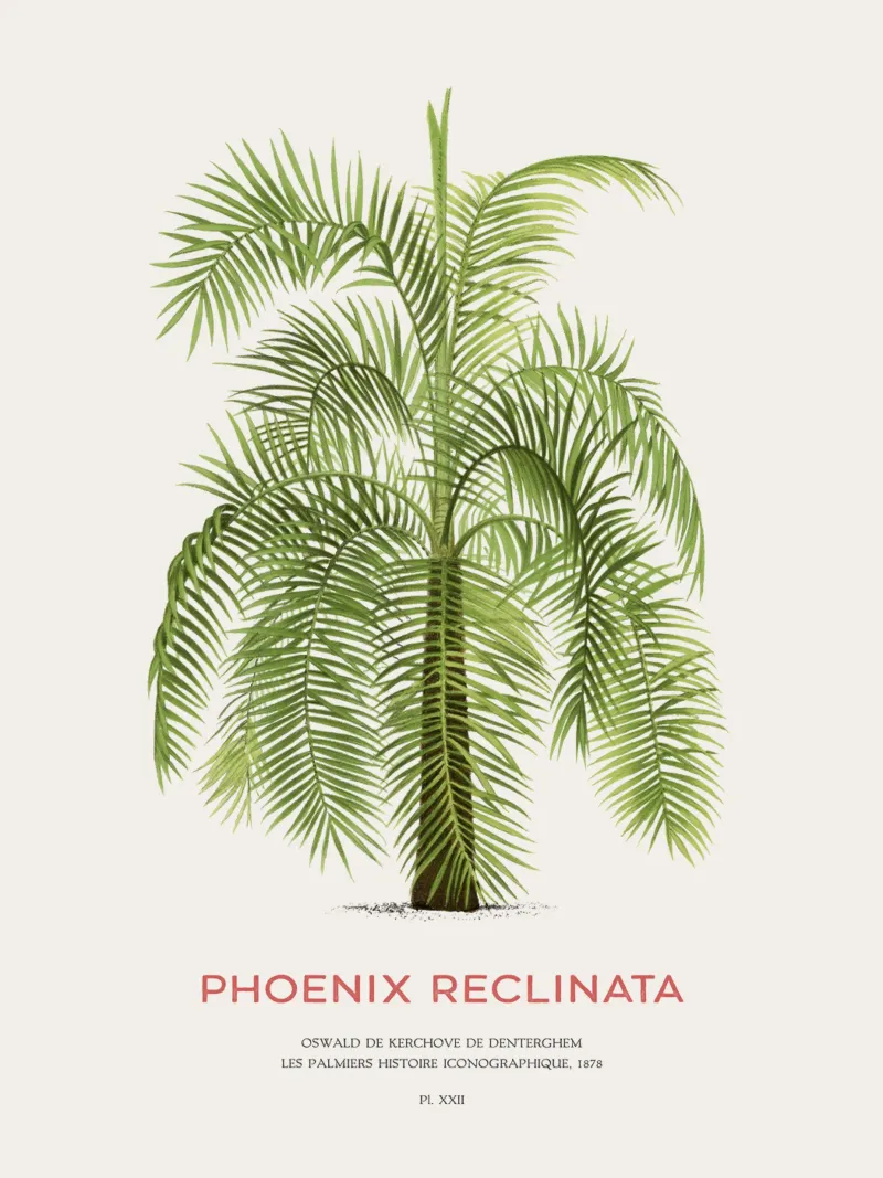 Palmera datilera árabe o Phoenix reclinata metacrilato de Vintagrafica