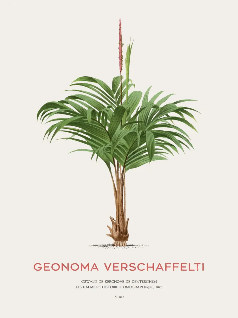 Coligallo palm or Geonoma verschaffelti pellicola backlit da Vintagrafica