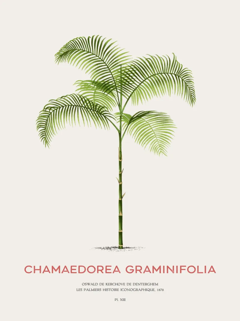 Palma Chamaedorea o Chamaedorea graminifolia pellicola backlit da Vintagrafica