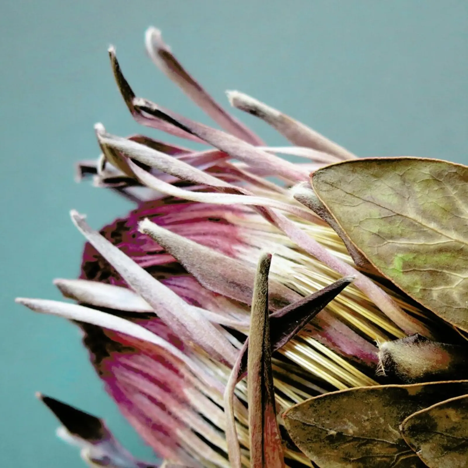 Protea Afrikana pellicola backlit da Ballack Art House