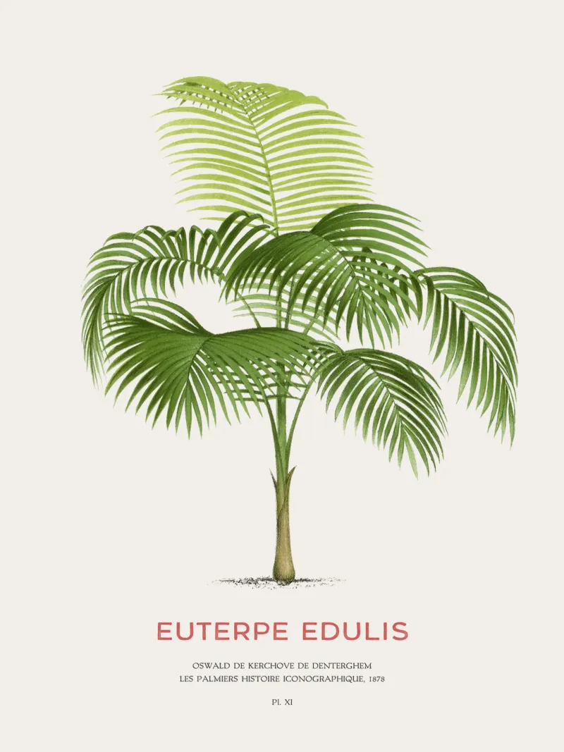 Palma Palmiteiro o Euterpe edulis pellicola backlit da Vintagrafica