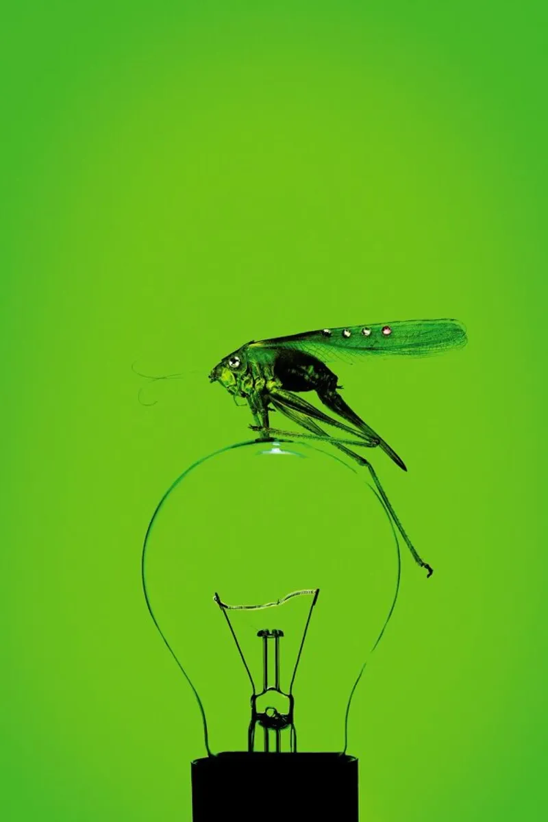 Grashüpfer pellicola backlit da neon* fotografie