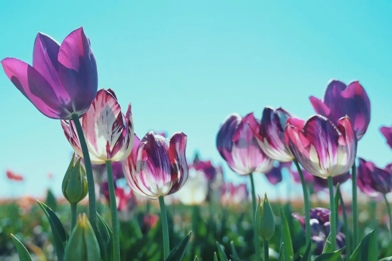 Purple Tulips plexiglass da Morgan Kendall