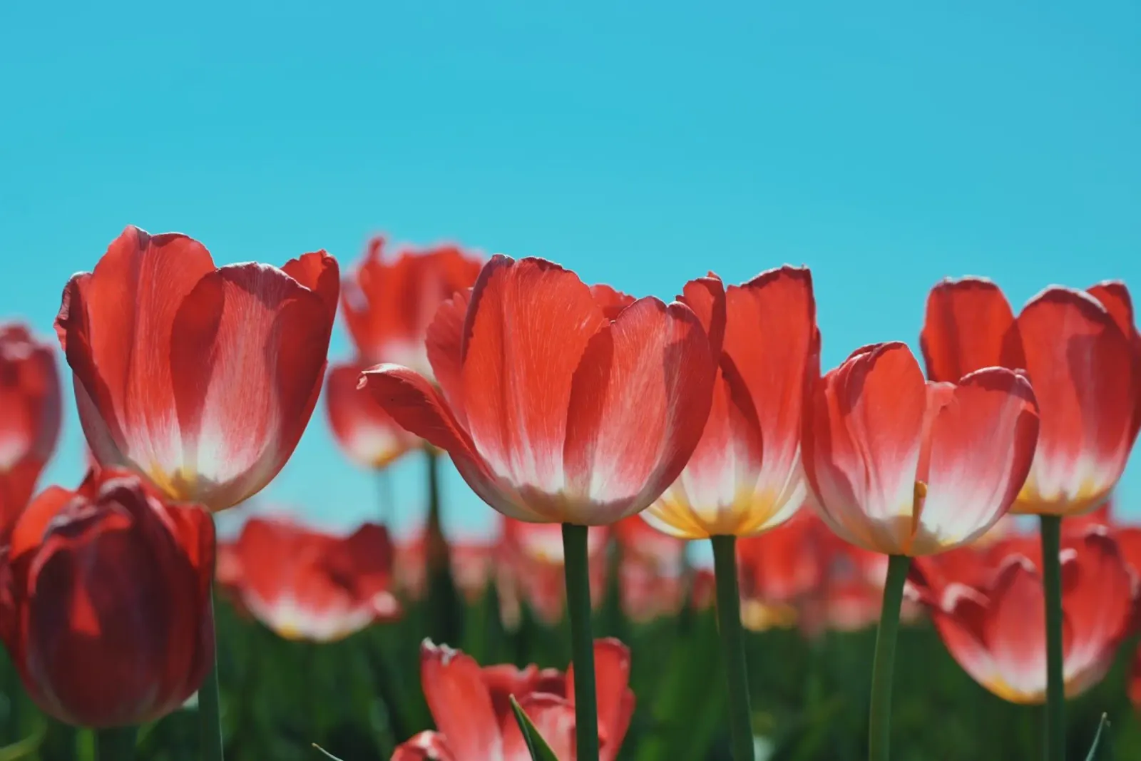 Tulip Row pellicola backlit da Morgan Kendall