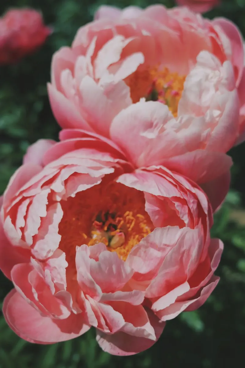 Peonies pellicola backlit da Morgan Kendall
