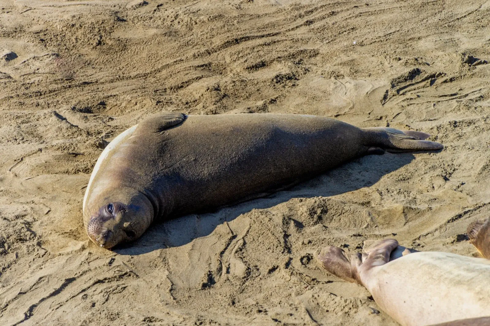 Seal poster con telaio in alluminio da anderm