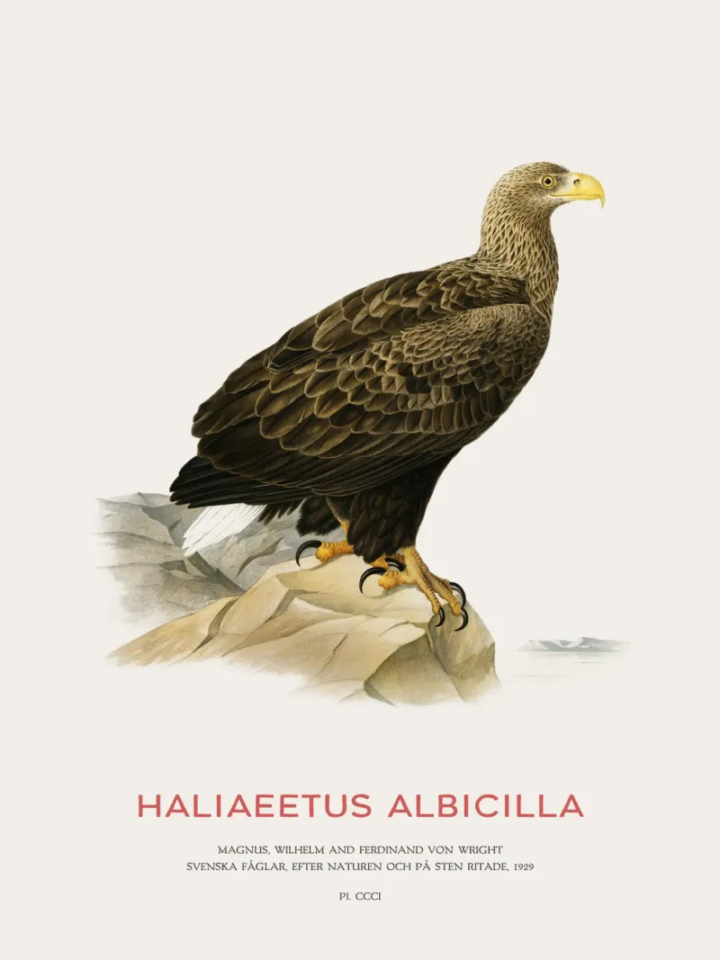 Pygargue à queue blanche ou Haliaeetus Albicilla hahnemühle de Vintagrafica