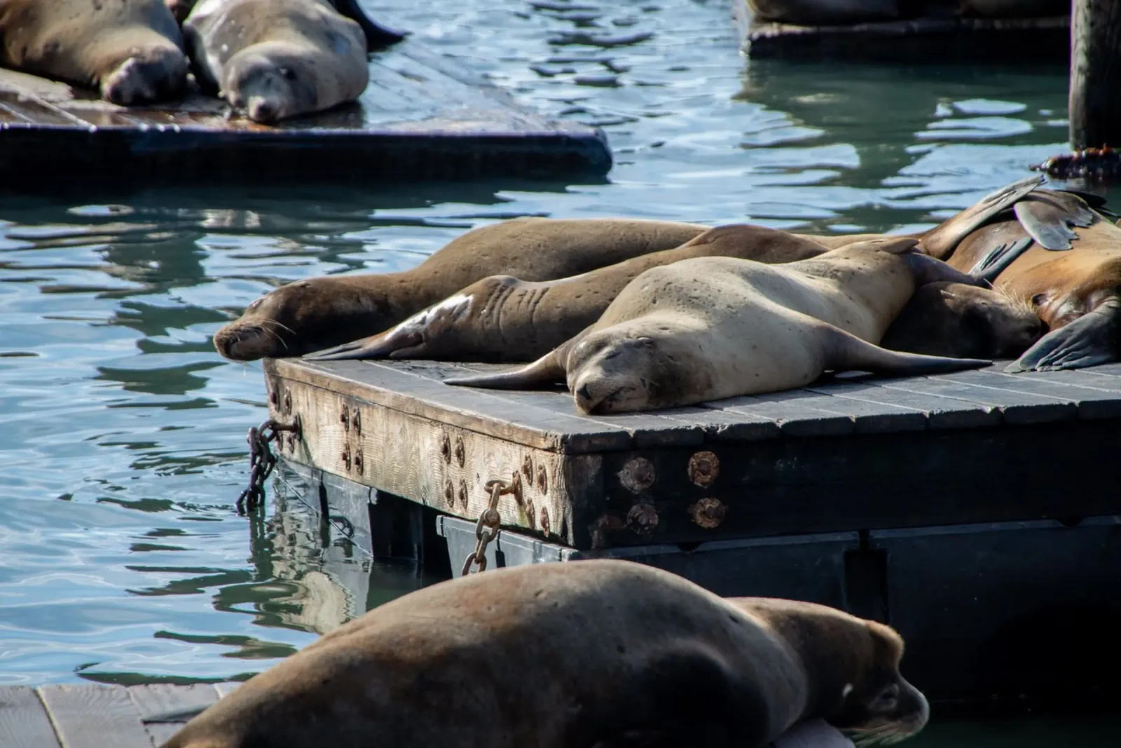 Sleeping seal poster con telaio in legno da anderm