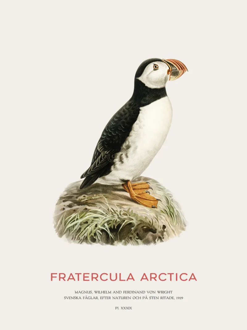 Atlantic puffin - Fratercula Arctica acrylic glass by Vintagrafica