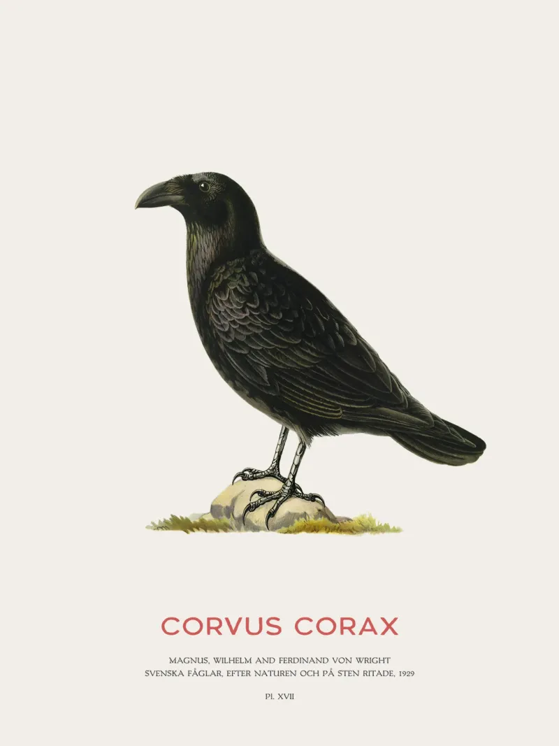 Corvo comune - Corvus Corax pellicola backlit da Vintagrafica