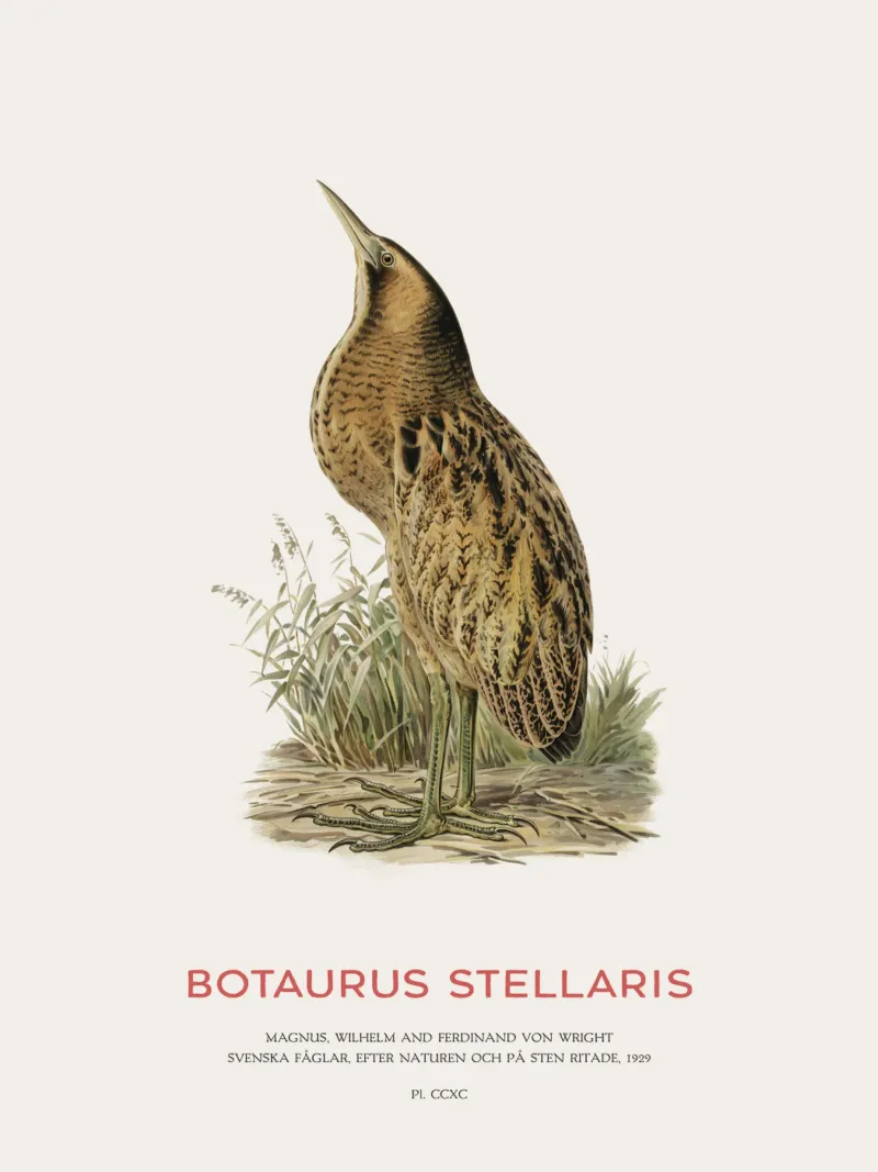 Tarabusino o Botaurus Stellaris pellicola backlit da Vintagrafica