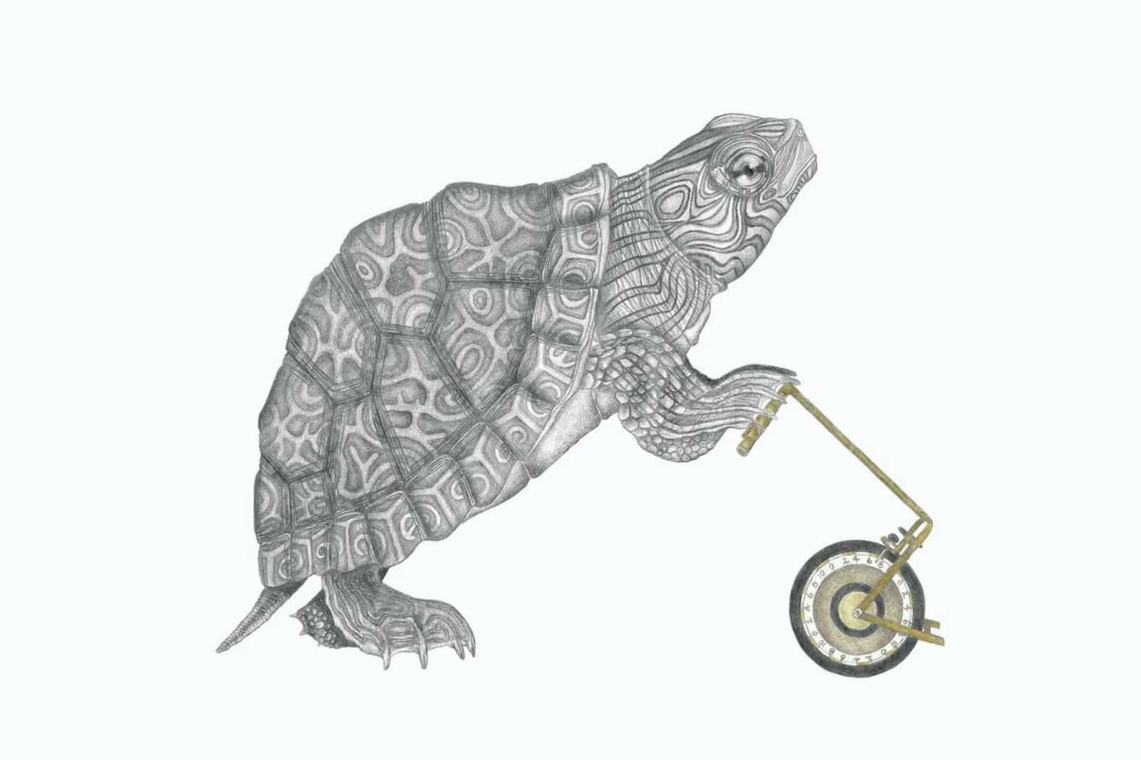 Muldoon Parker Common Map Turtle carta hahnemühle da Le Canot Rouge