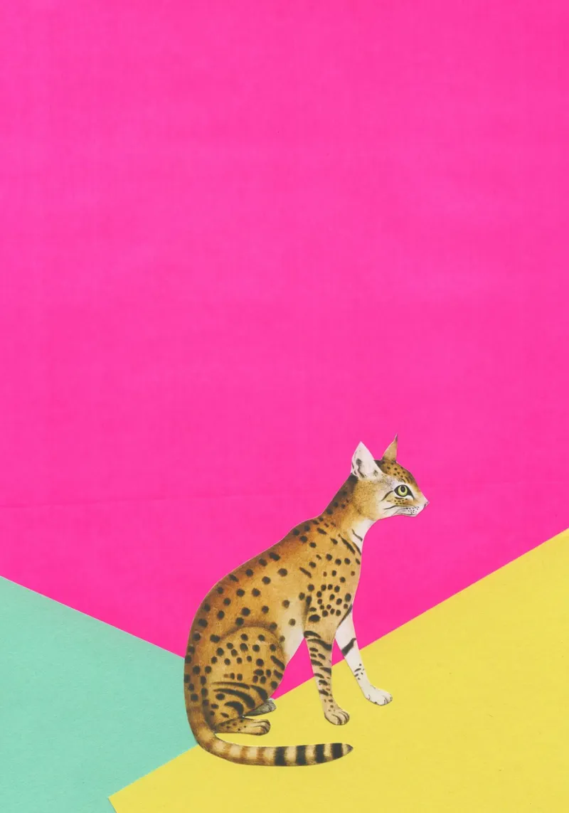 Grande Gatto poster con telaio in alluminio da Cassia Beck Collage