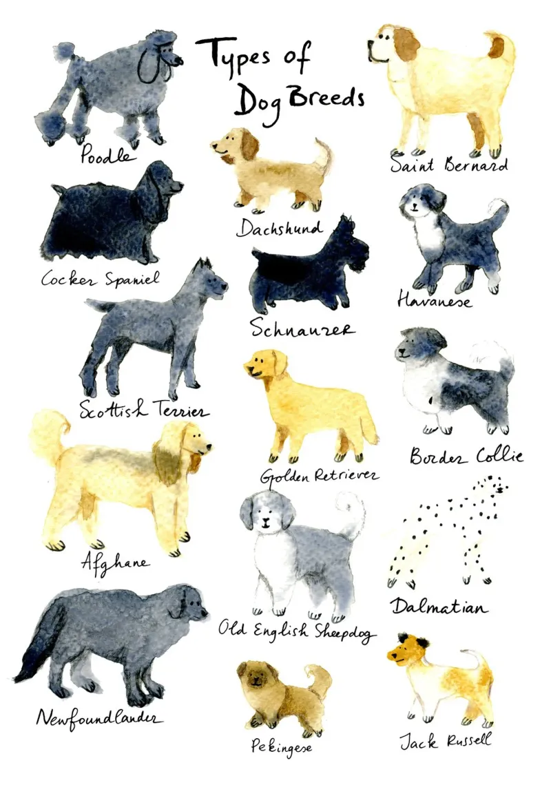 15 Hand-Drawn Dog Breeds in Watercolor: Fun and Cute Design poster con telaio in alluminio da Studio Patruschka