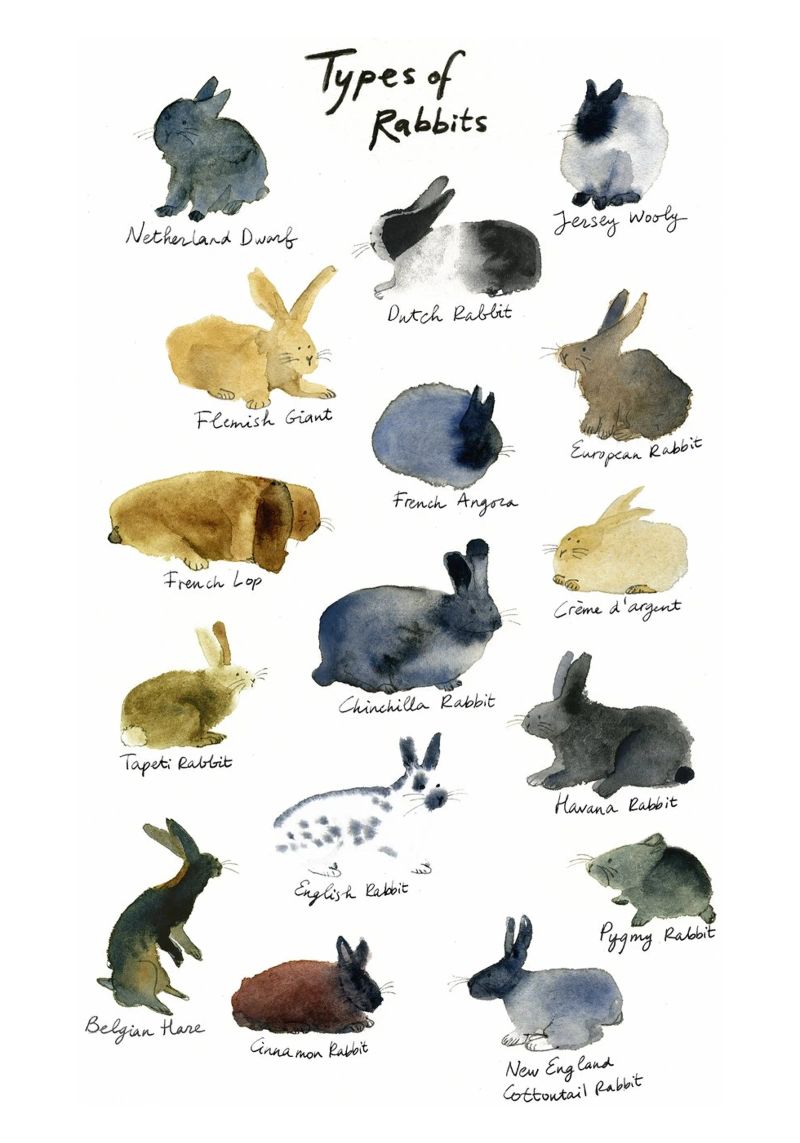 Handgezeichnete Kaninchenrassen in Aquarell: Verspielte und niedliche Kaninchen Poster von Studio Patruschka