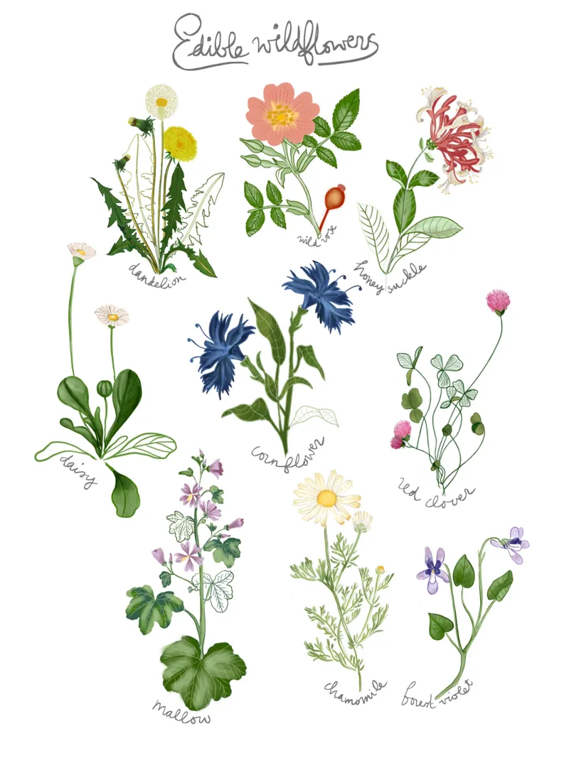 Hand-Drawn Edible Wildflowers Kitchen Art watercolor poster with plastic frame by Studio Patruschka