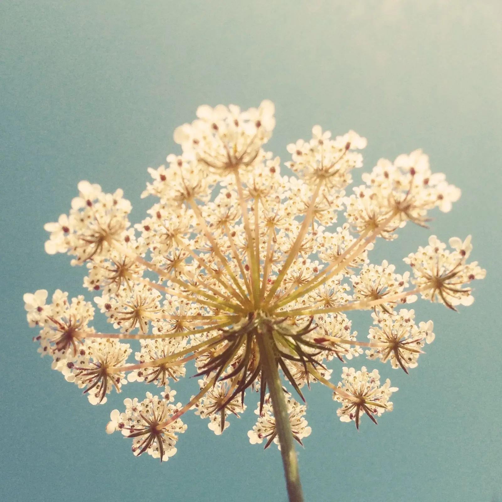 Queen Anne's Lace acrylic glass by Cassia Beck Photography