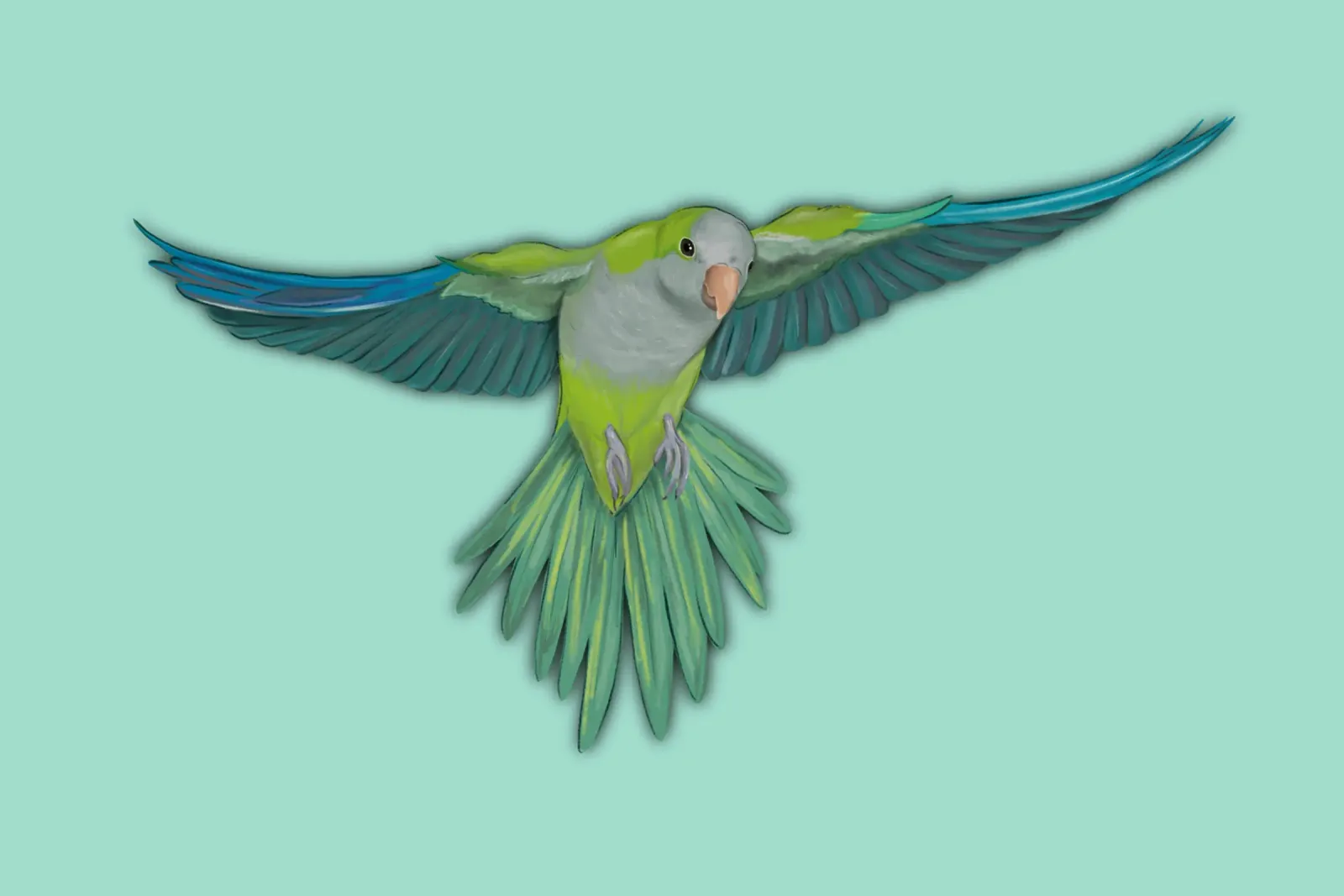 Fliegender Quaker-Papagei Acryl-Glas von BwiseLizzy