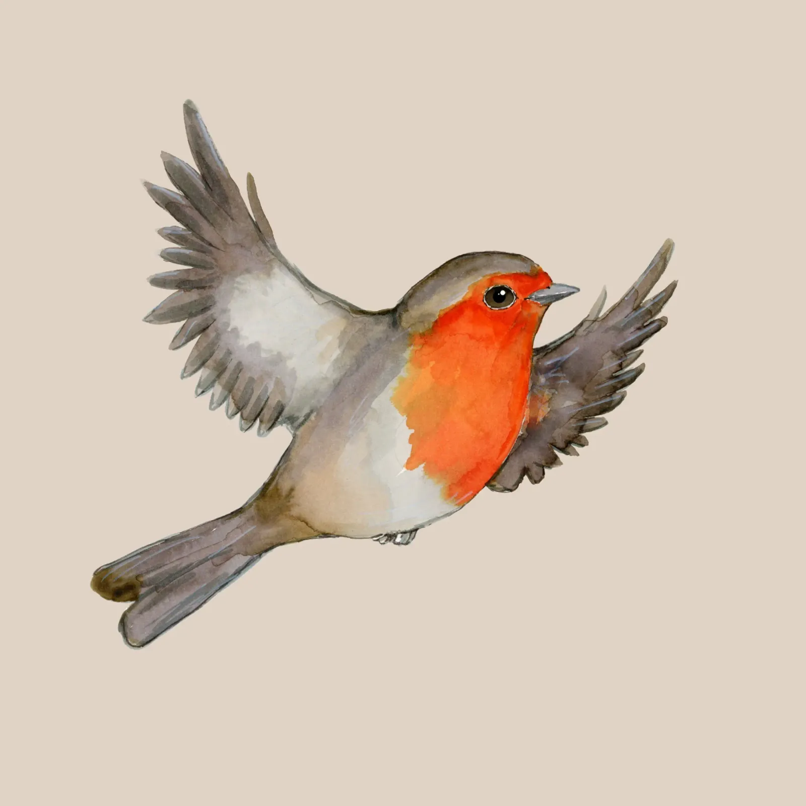 Disegno ad acquerello di un pettirosso in volo pellicola backlit da BwiseLizzy