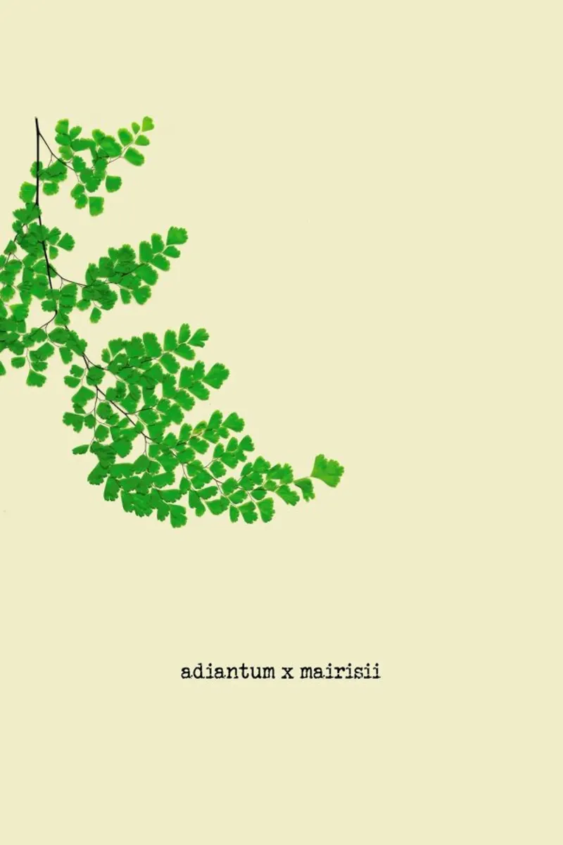 Adiantum X Mairisii pellicola backlit da Ingrid Beddoes
