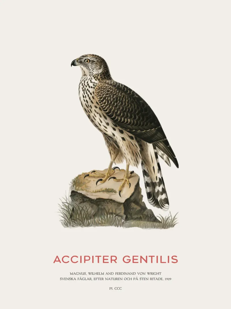 Astore settentrionale o Accipiter Gentilis pellicola backlit da Vintagrafica