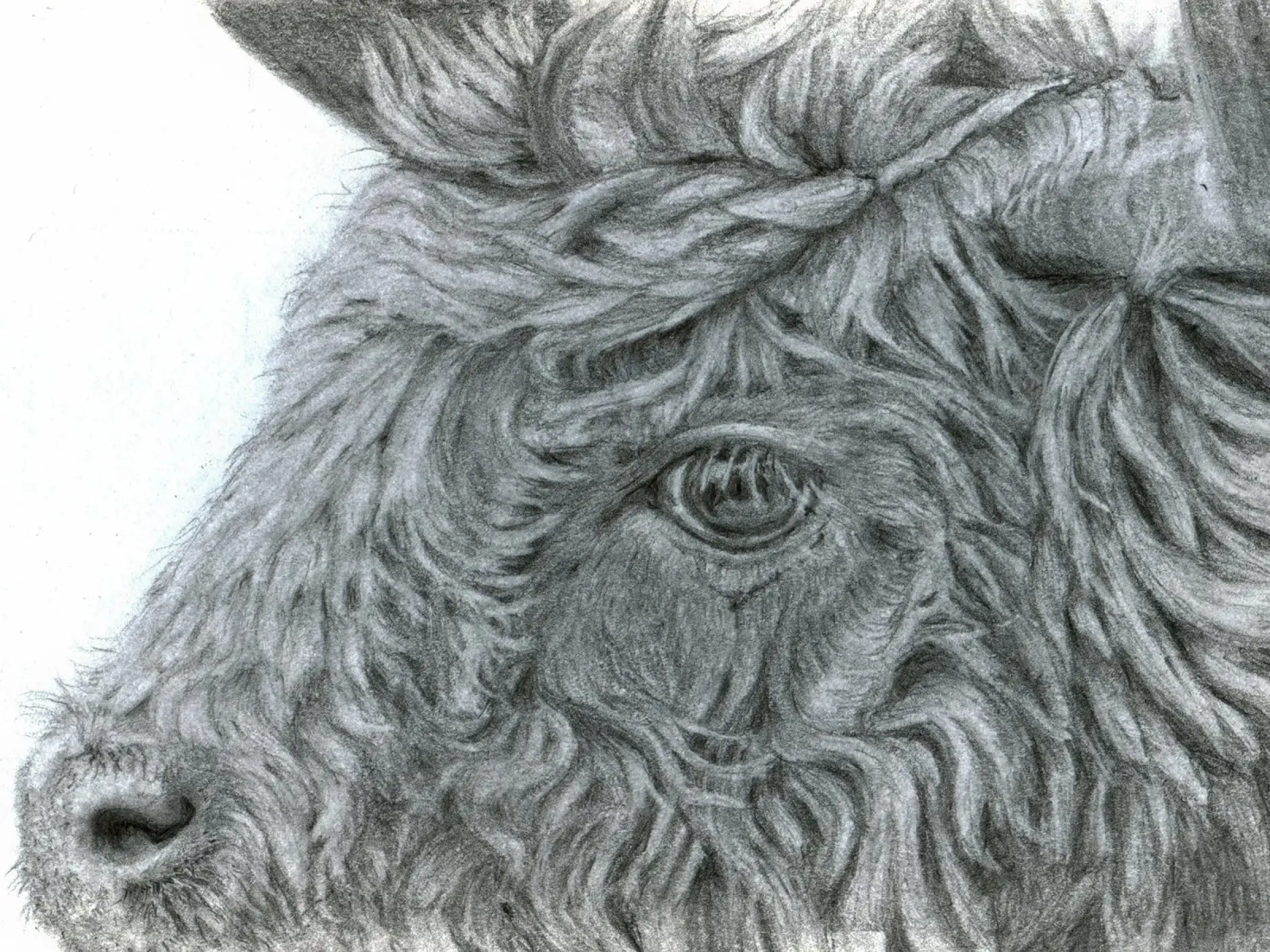 Ti vedo - disegno realistico dettagliato a matita della testa di mucca poster con telaio in plastica da Patruschka’s Paintings