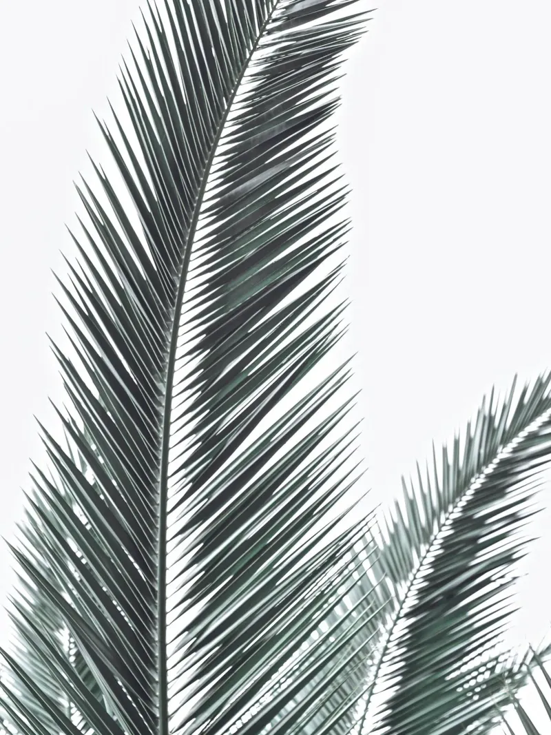 Tropische palmen - Minimalistisch natuurlijk ontwerp poster met houten frame van Whole©