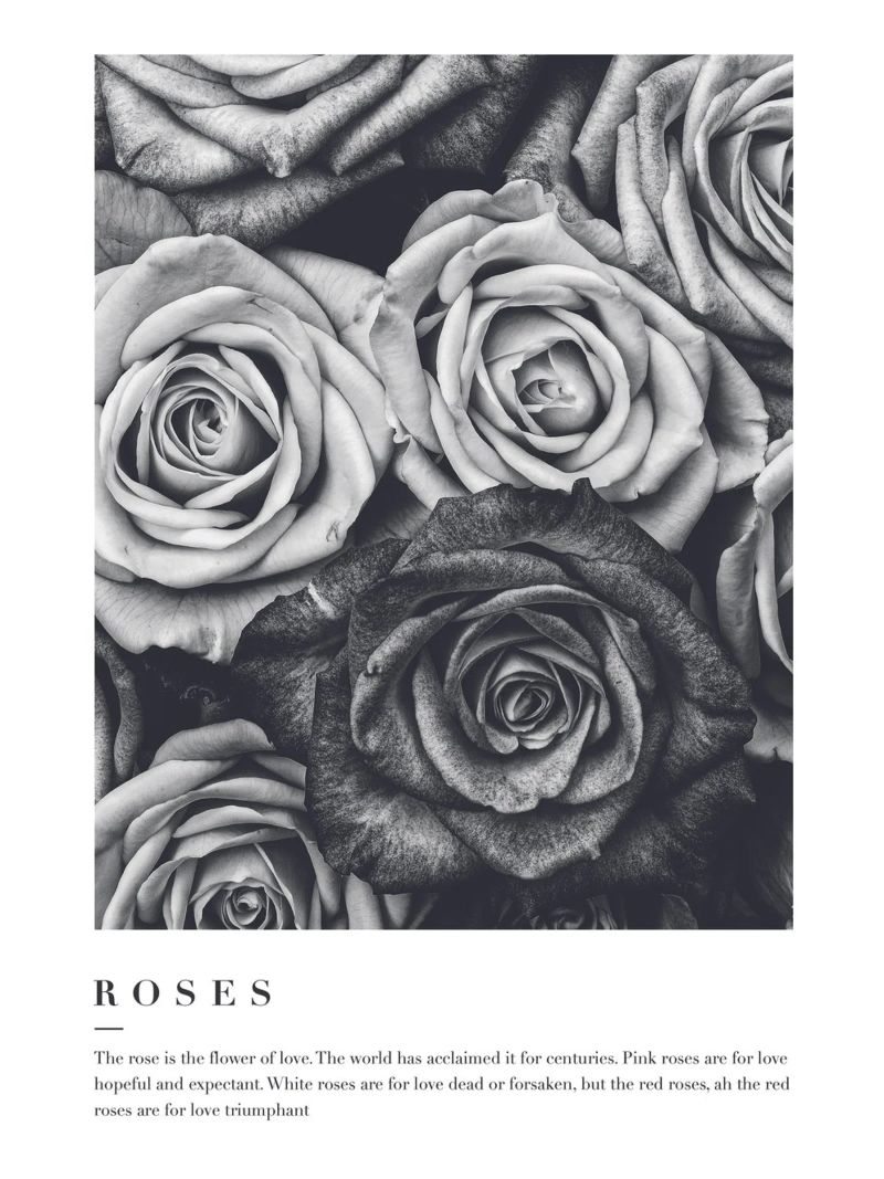 Schwarz-Weiß Rosen Kunst – Elegantes Blumenmotiv Poster von Whole©