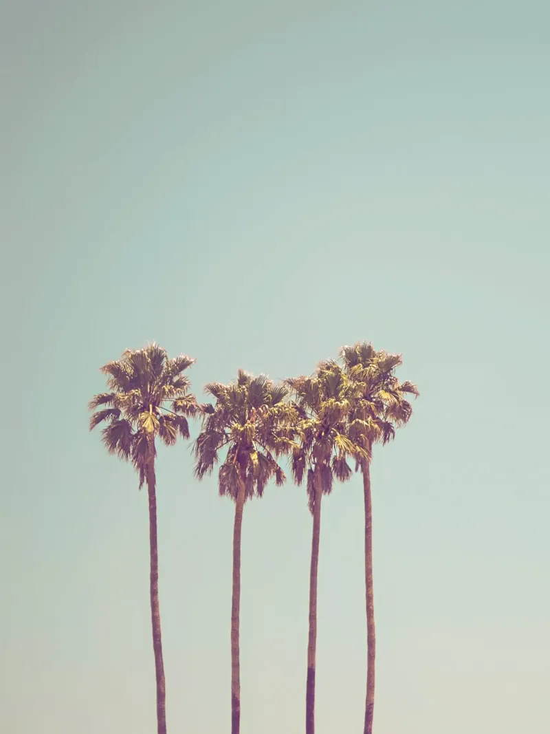Minimalist palm art - retro summer vibes canvas by Whole©