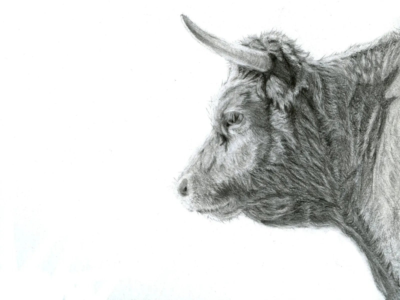 Fissando la nebbia - Ritratto di mucca a matita carta hahnemühle da Patruschka’s Paintings
