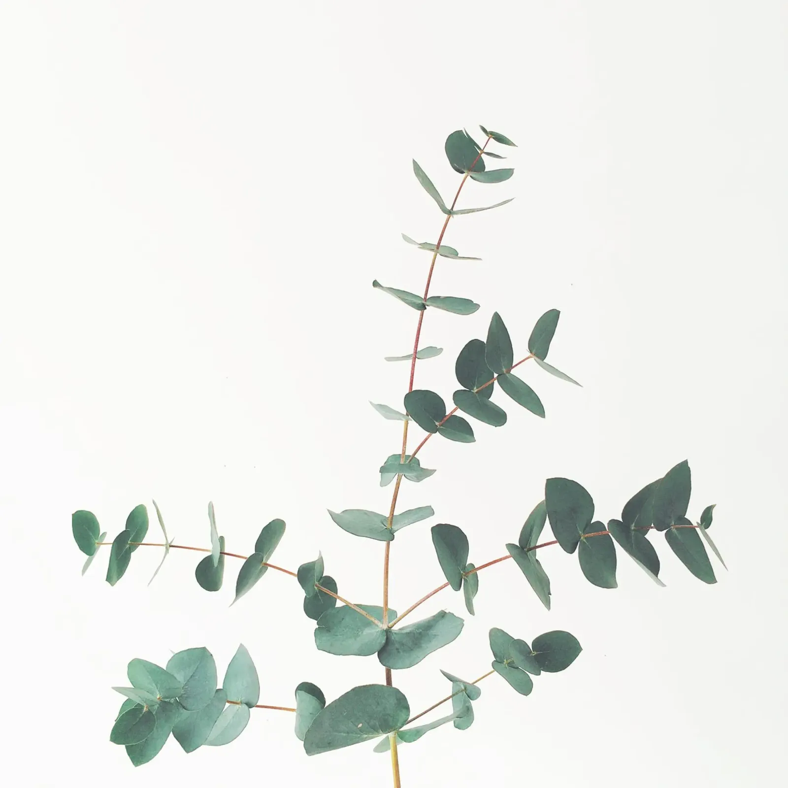 Eucalyptus pellicola backlit da Cassia Beck Photography
