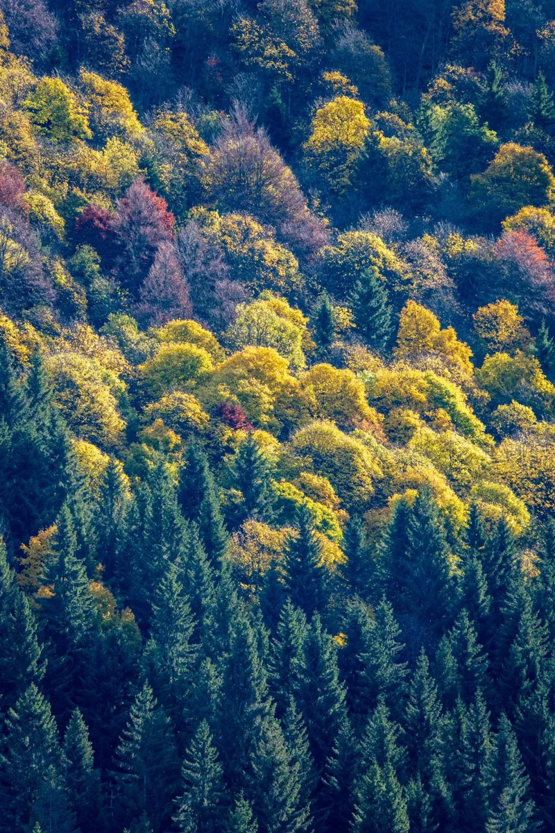 Colourful trees in a forest on a mountain alluminio dibond da anderm