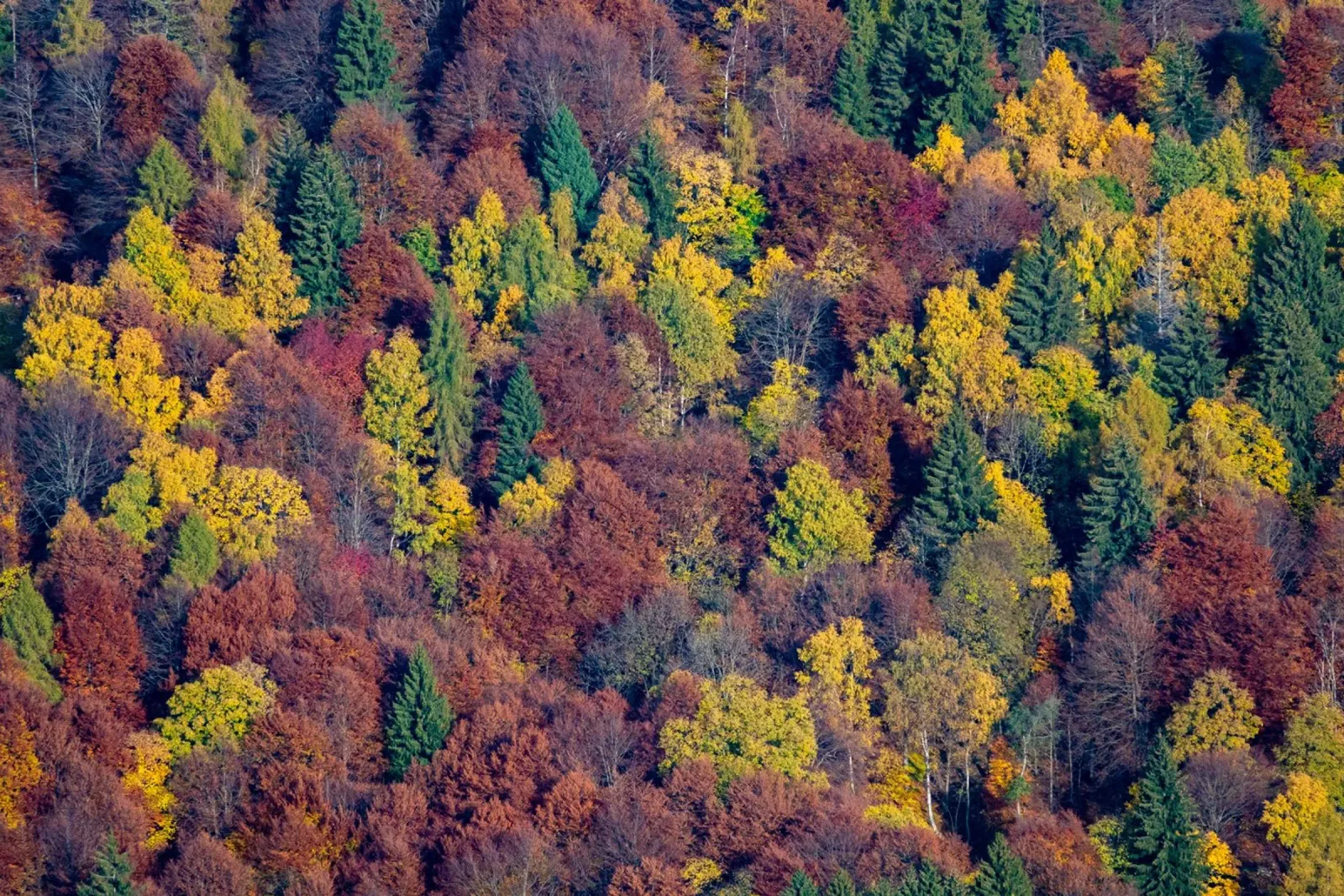 Colourful trees in a forest on a mountain pellicola backlit da anderm