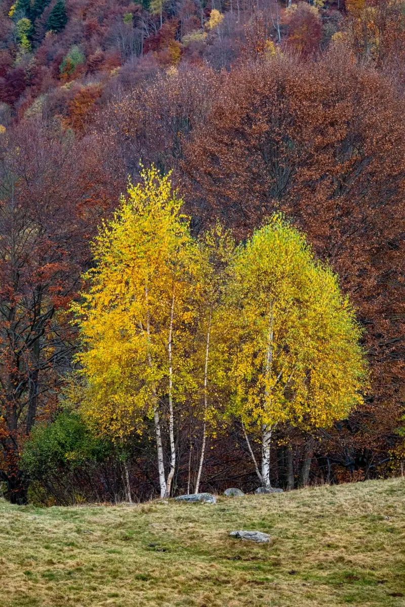 Colourful trees in a forest on a mountain poster da anderm