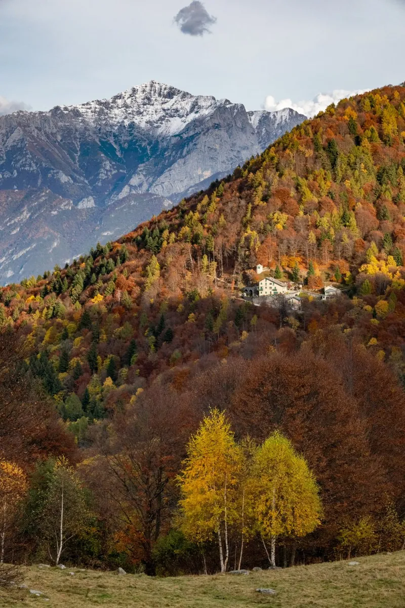 Colourful trees in a forest on a mountain carta hahnemühle da anderm