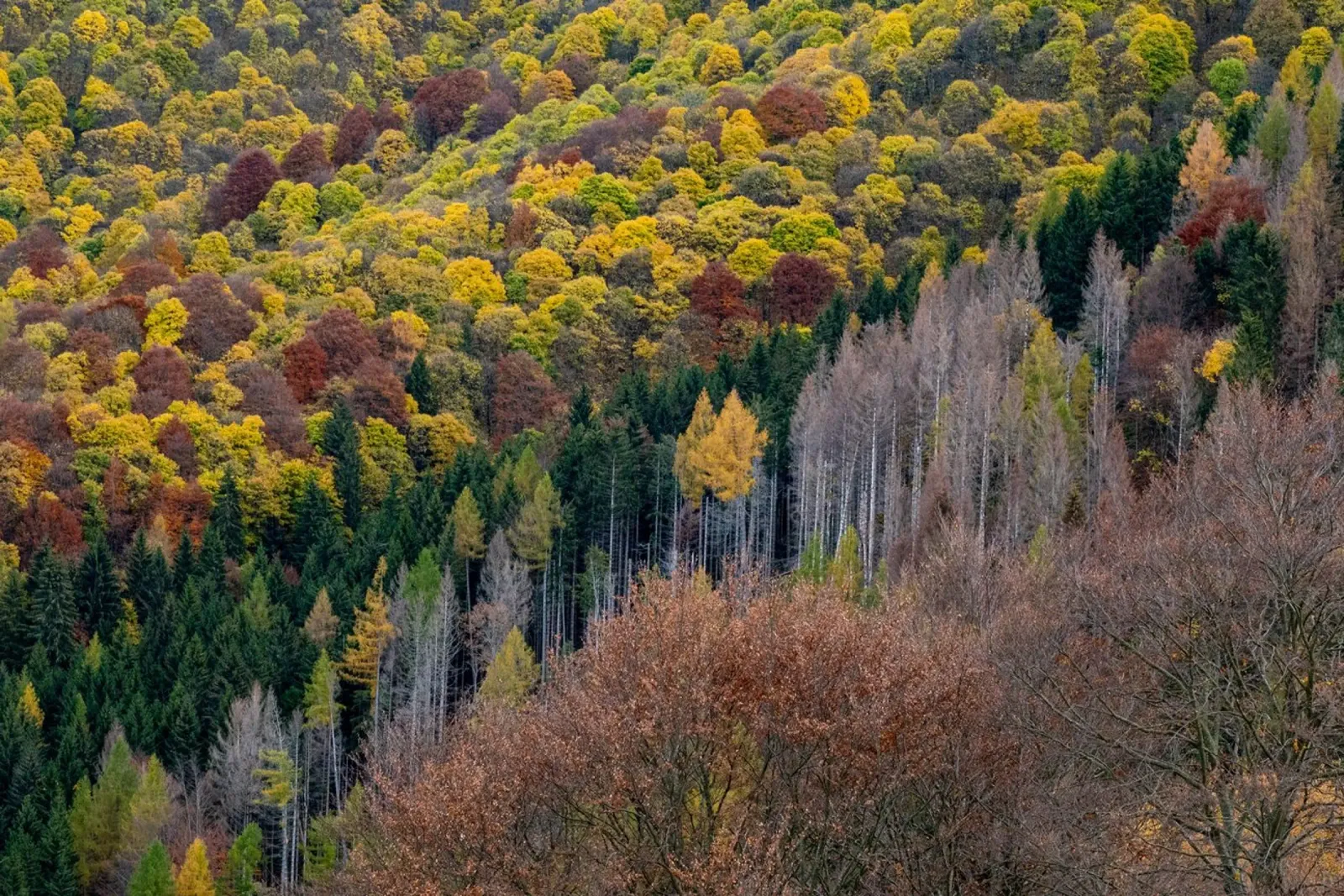 Colourful trees in a forest on a mountain poster da anderm