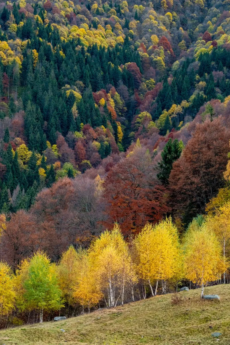 Colourful trees in a forest on a mountain poster da anderm