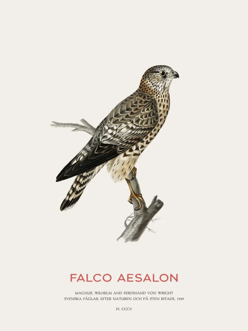 Merlin or Falco Aesalon acrylic glass by Vintagrafica