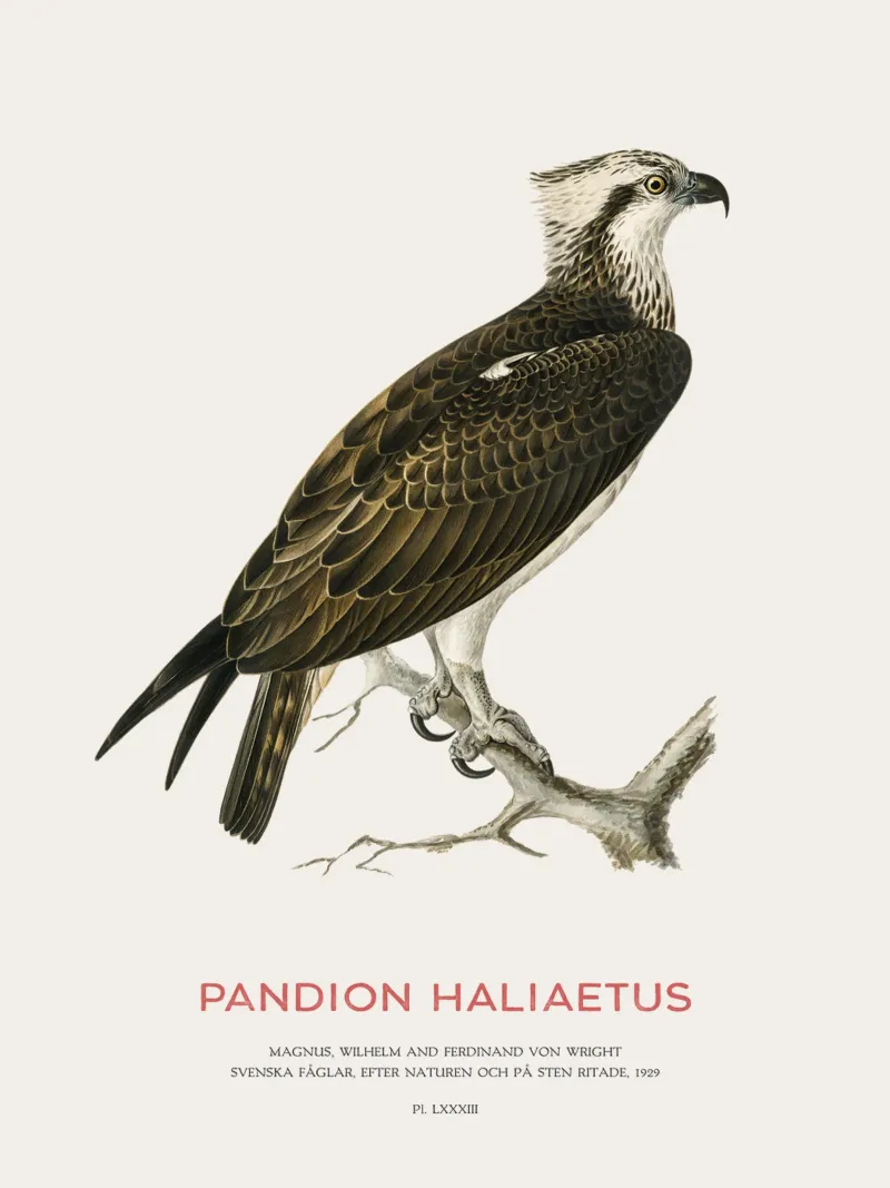 Fischadler oder Pandion haliaetus Hahnemühle von Vintagrafica