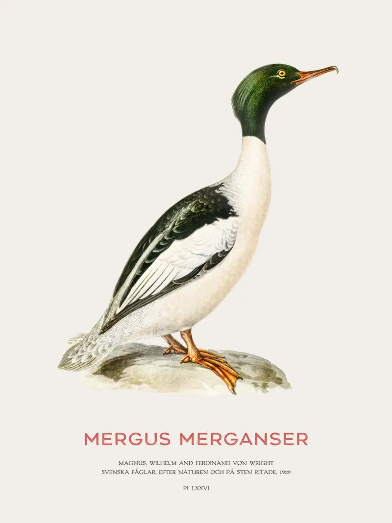 Mergus merganser o Mergus merganser pellicola backlit da Vintagrafica