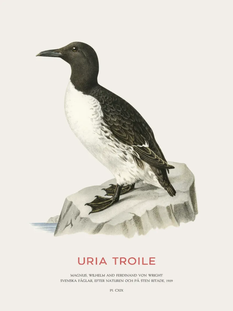 Mérgulo común o Uria troile metacrilato de Vintagrafica
