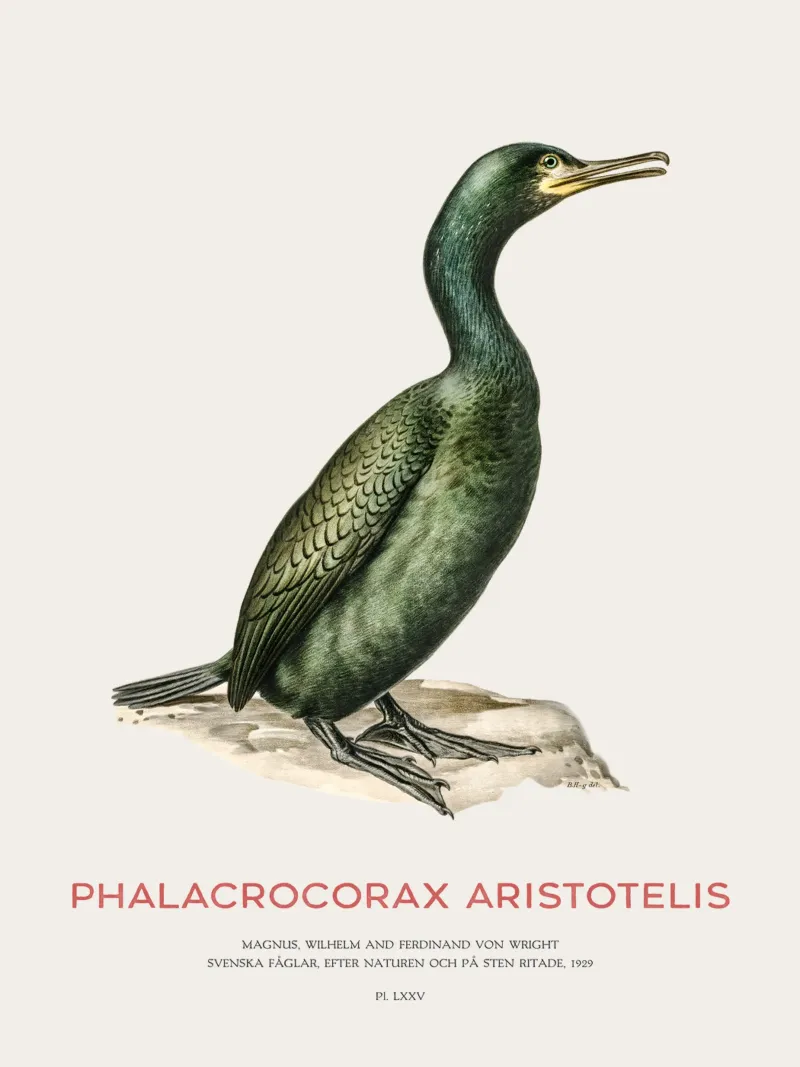 Falco di mare o Phalacrocorax aristotelis pellicola backlit da Vintagrafica