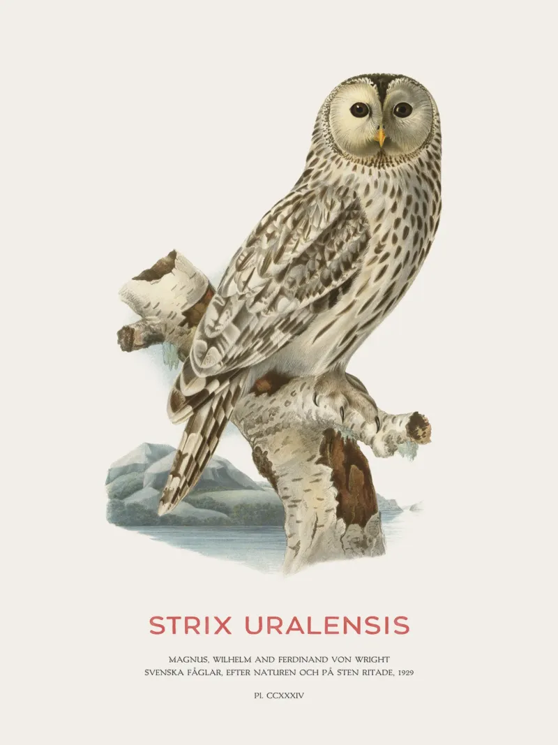 Gufo degli Urali o Strix uralensis pellicola backlit da Vintagrafica