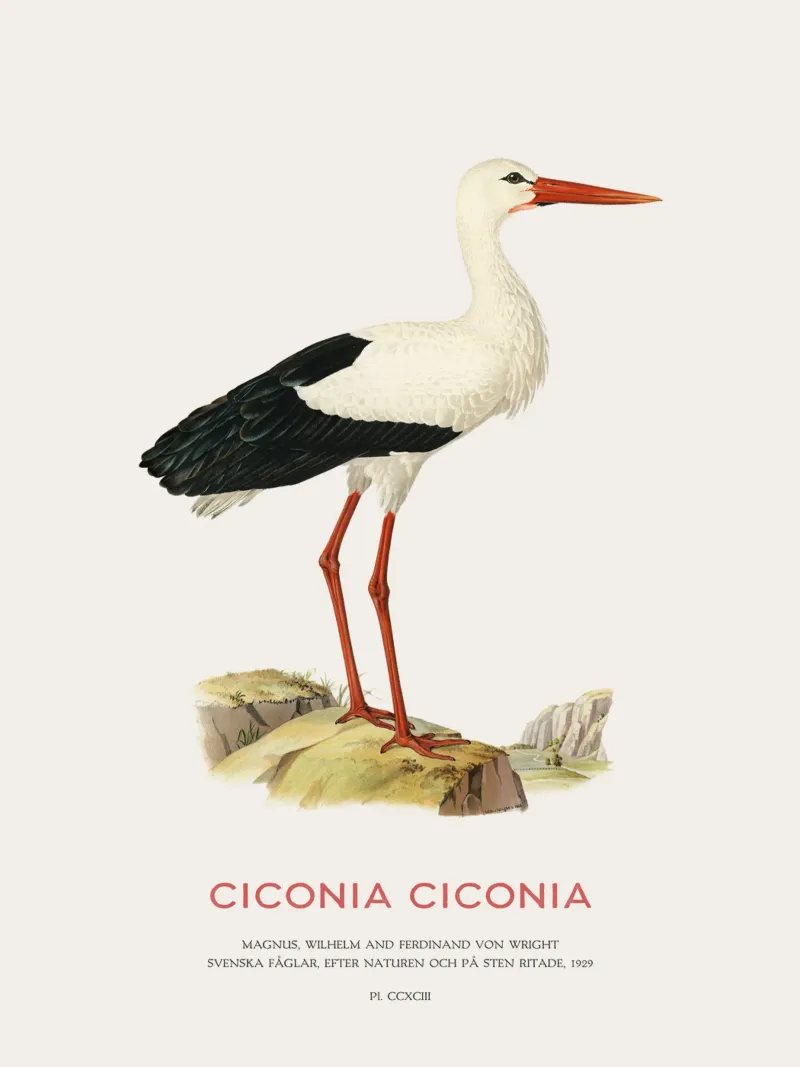 Weißstorch oder Ciconia ciconia Hahnemühle von Vintagrafica