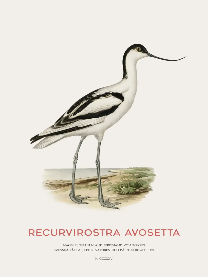 Avocetta o Recurvirostra avosetta pellicola backlit da Vintagrafica