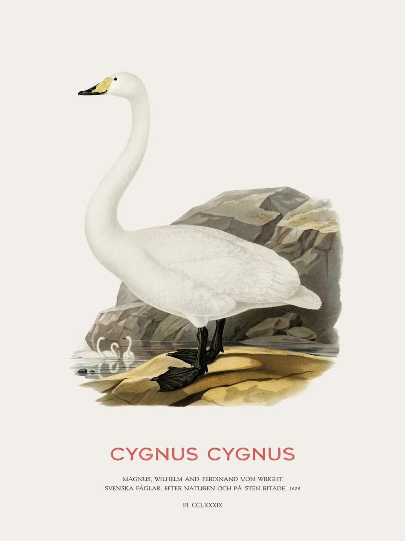 Singschwan oder Cygnus cygnus Poster von Vintagrafica